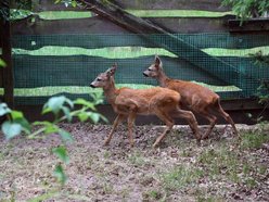 Sarny wróciły na wolność! Odbyły turnus rehabilitacyjny i znów mogą cieszyć się życiem!