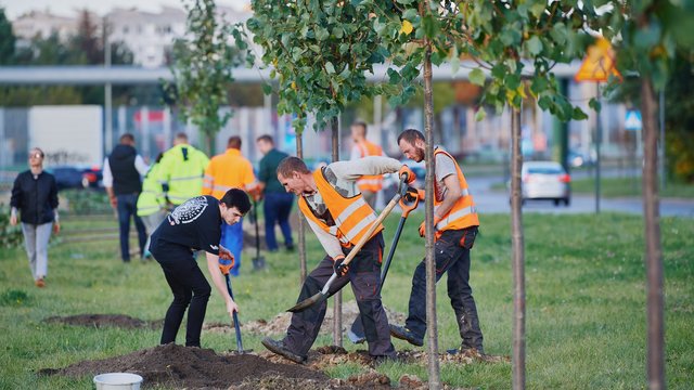Nawet 2500 nowych drzew w Łodzi! Zaczynają się jesienne nasadzenia
