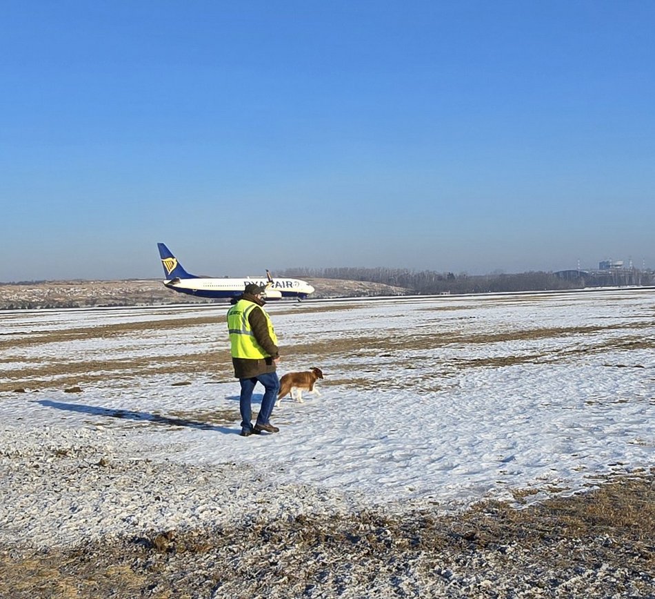 Łódź. Falcia to postrach ptaków na lotnisku w Łodzi!