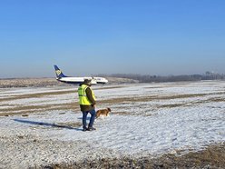 Łódź. Falcia to postrach ptaków na lotnisku w Łodzi!