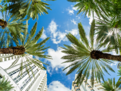 Obraz 1 Floryda, palmy