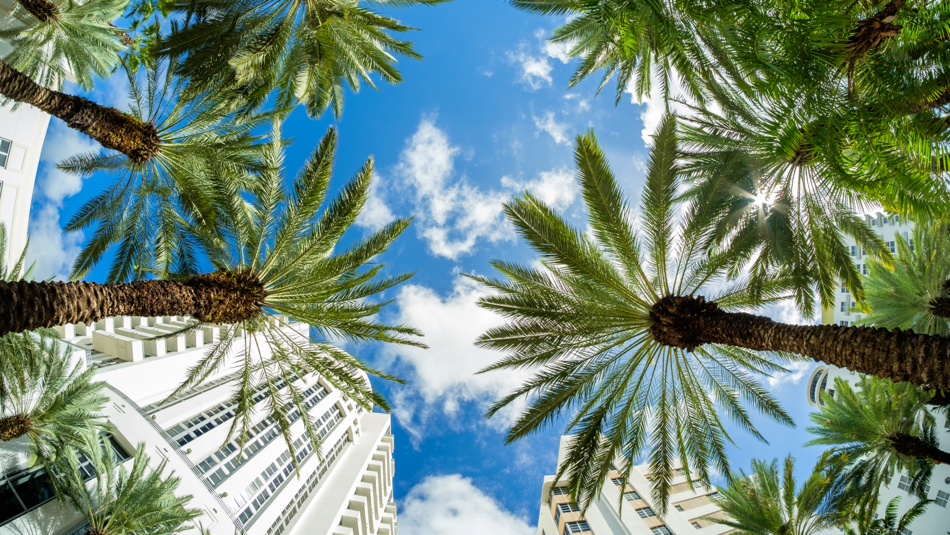 Obraz 1 Floryda, palmy