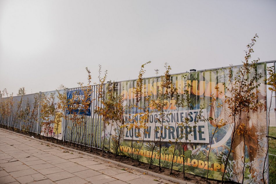 Zazieleni się przy Atlas Arenie w Łodzi! Będą nowe krzewy i ozdobne trawy