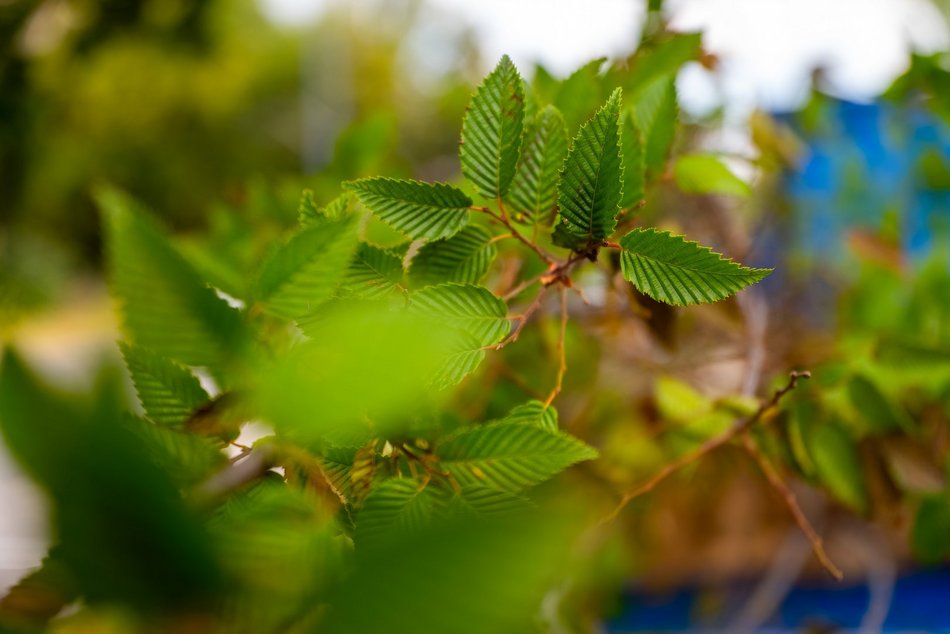 Wojska Polskiego w Łodzi jeszcze bardziej zielona! Przybyło 300 nowych drzew