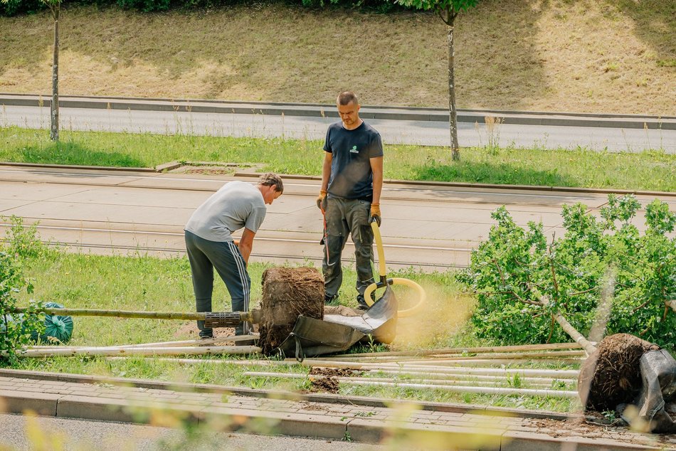 Nowe drzewa przy Wyszyńskiego w Łodzi. Lato na Retkini będzie jeszcze bardziej zielone