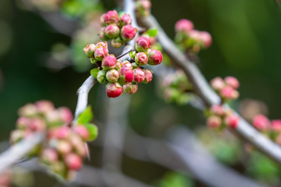 Wiosenny Ogród Botaniczny w Łodzi. Spacer wśród budzącej się do życia przyrody