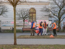 Łódź. Wiosenna pielęgnacja drzew w Łodzi. Dlaczego jest potrzebna?