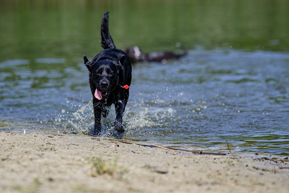 Łódź. Psiejski spacer na Uroczysku Lublinek w Łodzi. Kolejna odsłona wyjątkowej inicjatywy