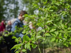 Ogród Botaniczny w Łodzi