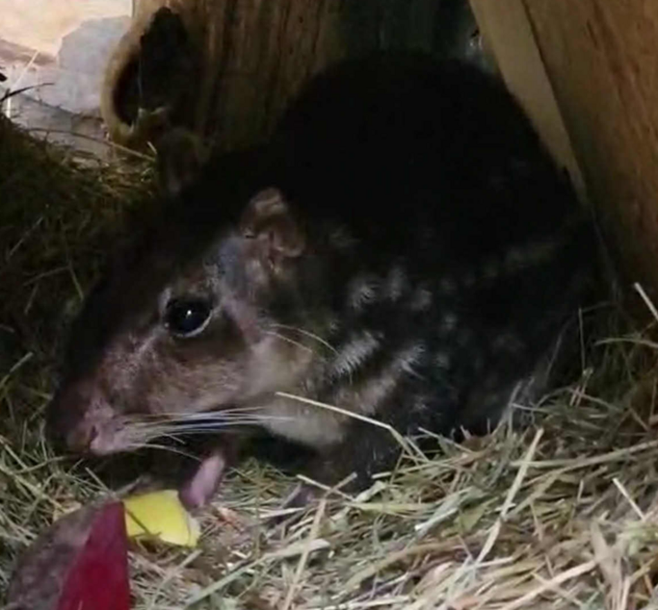 Łódź. Nowy mieszkaniec Orientarium Zoo Łódź! Na pokładzie witamy pakę nizinną