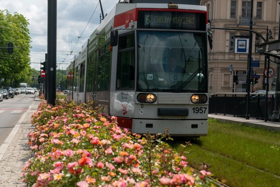 Tramwajem MPK Łódź wśród róż! Torowisko przy Północnej kwitnie na różowo