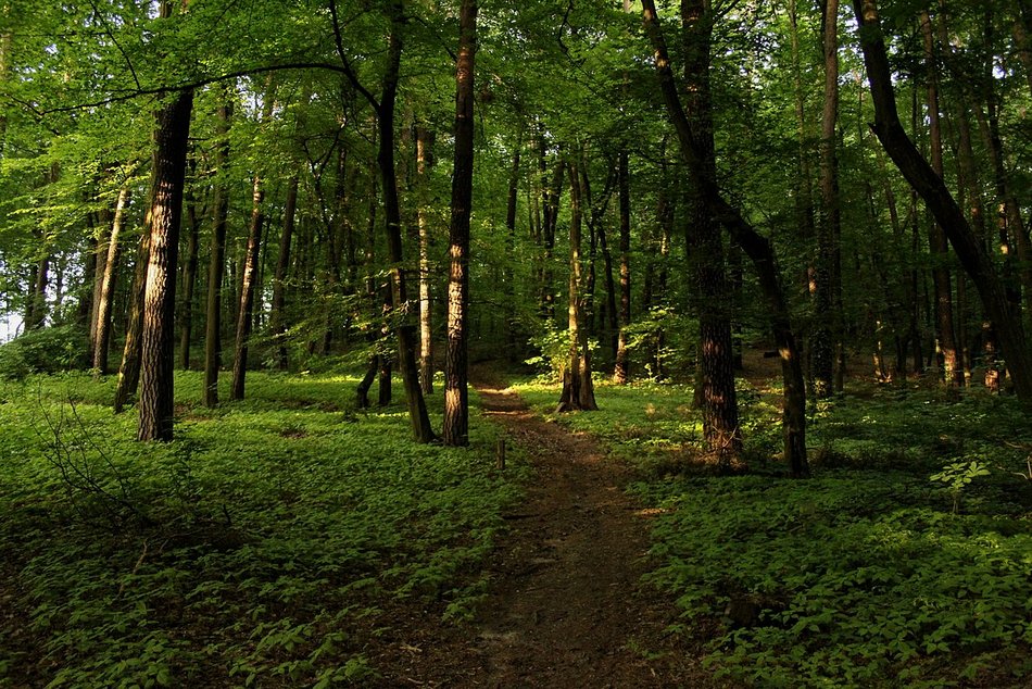 Łódź. Zielono mi… Lasy w Łodzi polecają się na wiosenny odpoczynek