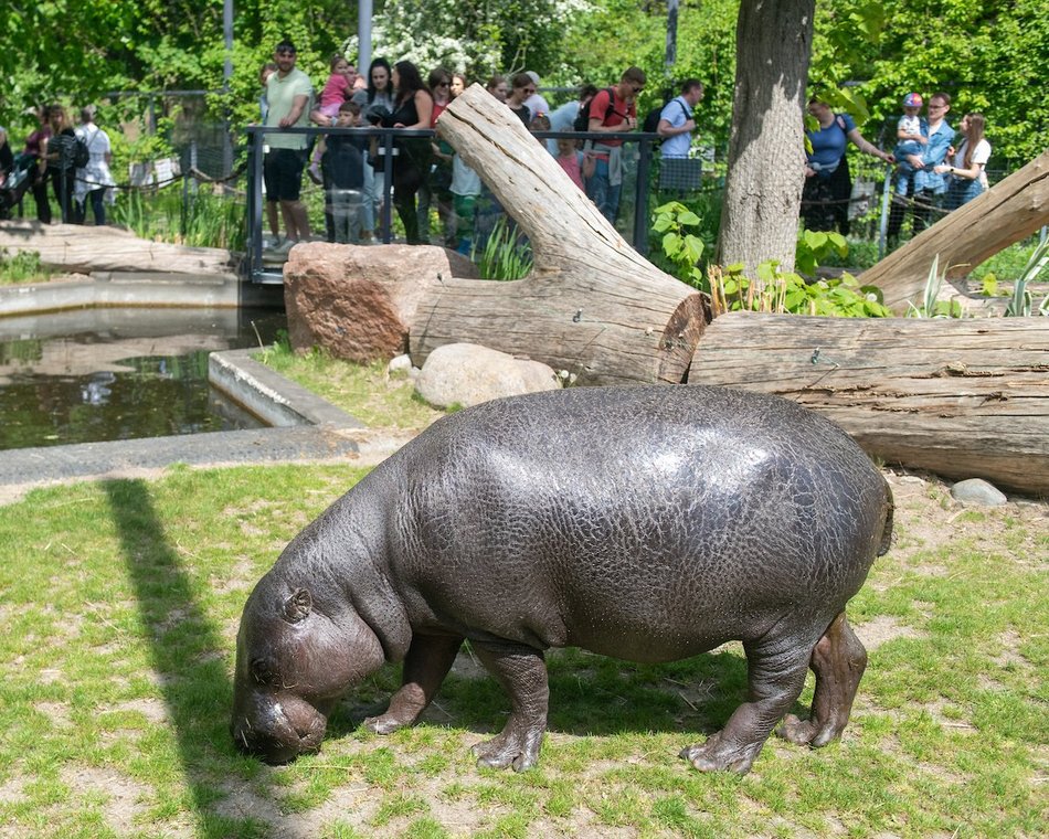 Łódź. Majówka 2025. Łodzianie wybrali relaks w Orientarium Zoo Łódź i w Aquaparku Fala