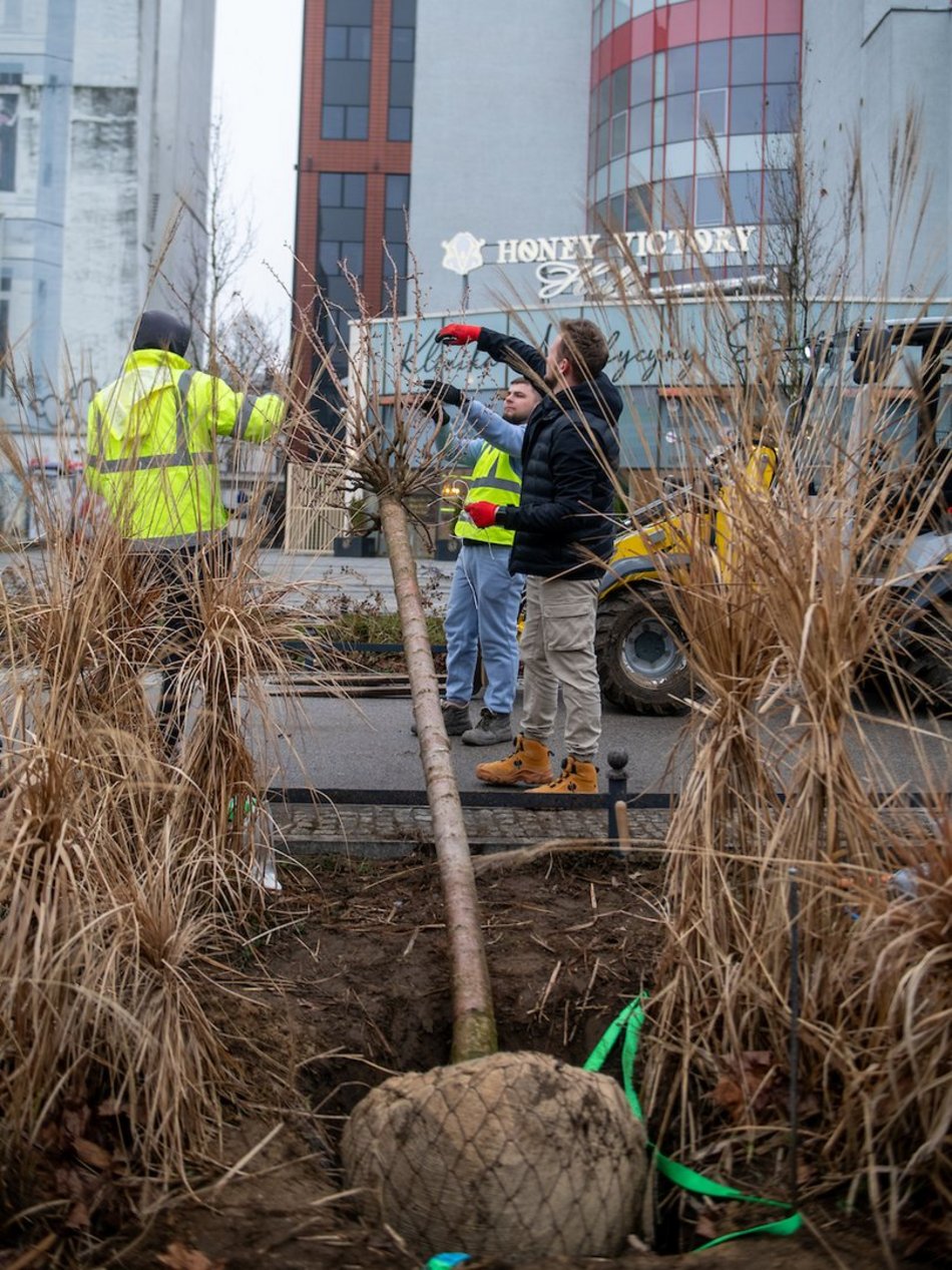 Łódź. Różowa aleja w centrum. Przy Piłsudskiego trwają nasadzenia wiśni japońskich