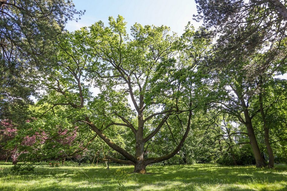 фото Konrad Ciężki