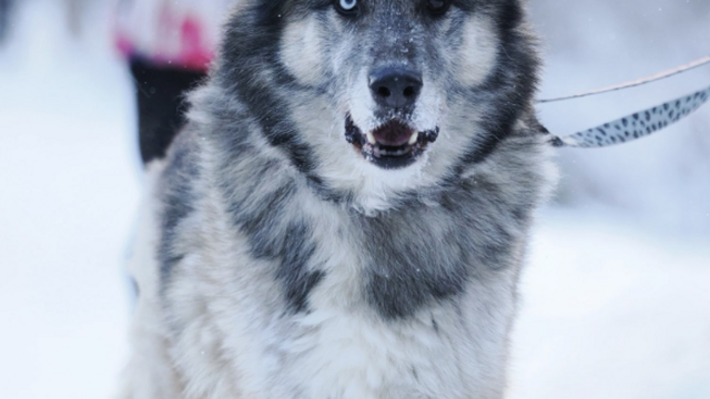 Leon to stały bywalec schroniska w Łodzi. Nie pozwól zostać mu tam ani dnia dłużej! [ZDJĘCIA]