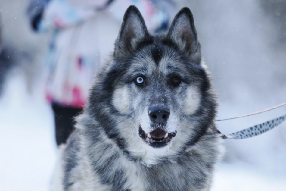 Leon to stały bywalec schroniska w Łodzi. Nie pozwól zostać mu tam ani dnia dłużej!