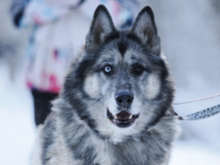 Leon to stały bywalec schroniska w Łodzi. Nie pozwól zostać mu tam ani dnia dłużej!