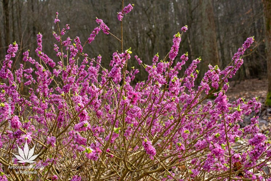 Łódź. Arboretum w Rogowie otwiera się na święta