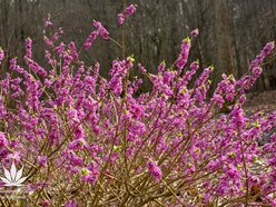 Łódź. Arboretum w Rogowie otwiera się na święta