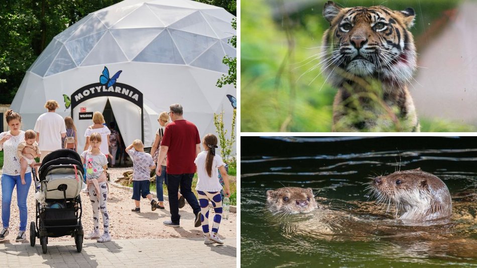 Łódź. Maj w Orientarium Zoo Łódź. Baby boom, motyle i nowi mieszkańcy