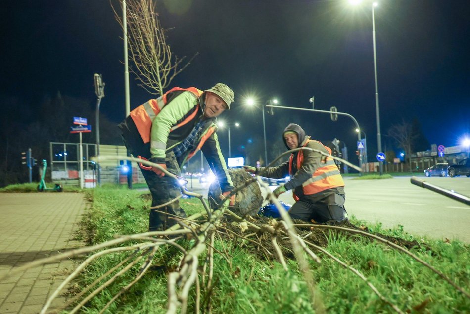 Łódź. Nowe drzewa przy Jana Pawła II