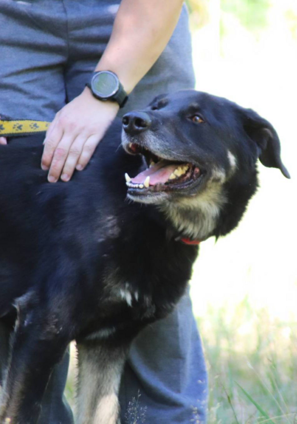 Łódź. Kto polubi Porto ze schroniska w Łodzi? Ten piesek jest tam zdecydowanie za długo!