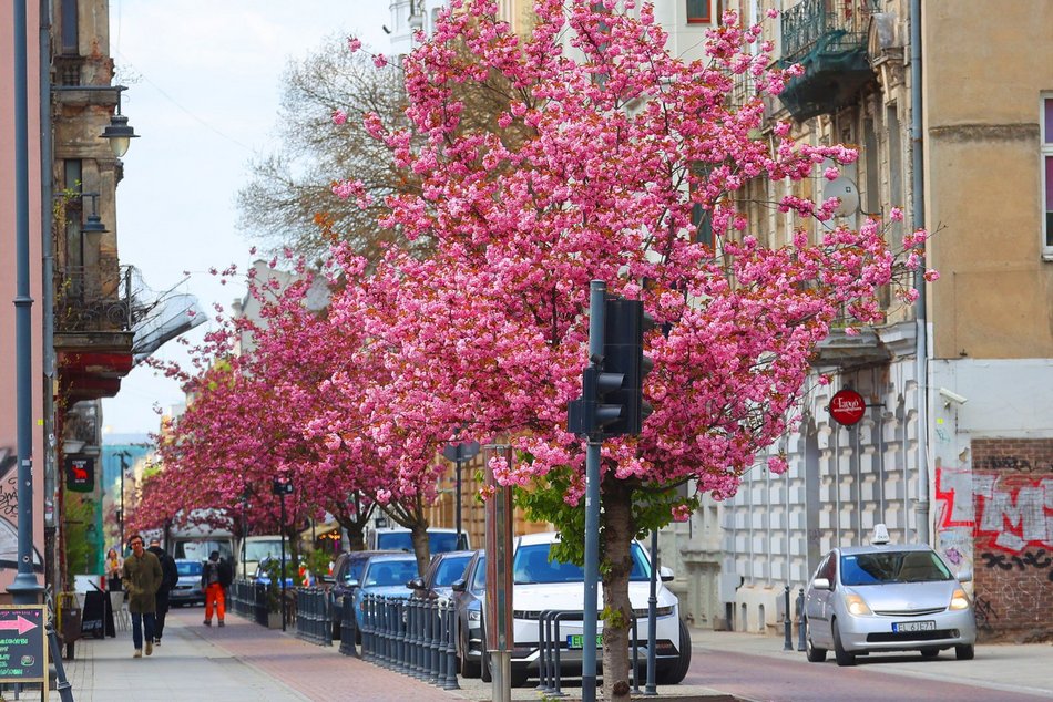 Przepiękne wiśnie kwitną na woonerfie Traugutta