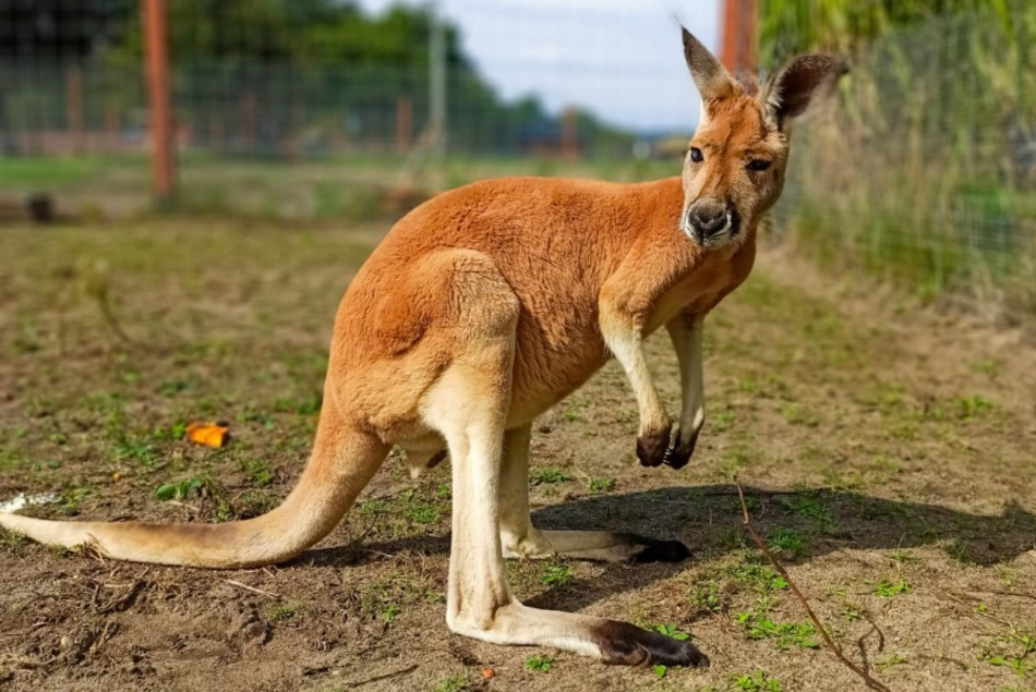 Łódź. Zoo Borysew