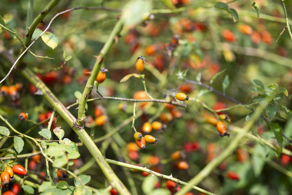 Warsztaty w Ogrodzie Botanicznym w Łodzi
