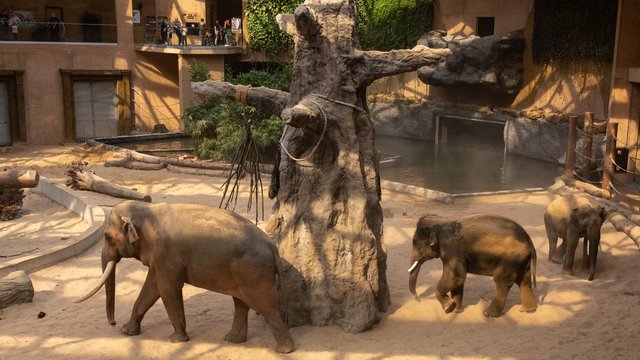 Powódź w południowej Polsce. Orientarium Zoo Łódź gotowe na pomoc zwierzętom! 