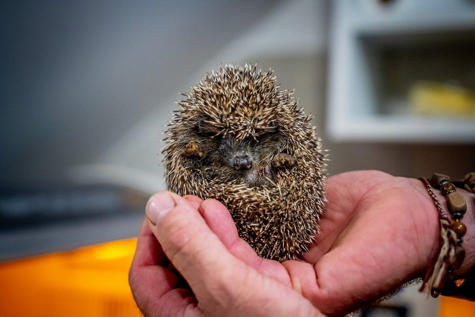 Łódź. W trosce o jeże. Sprawdź, jak pomóc im przetrwać jesień i zimę