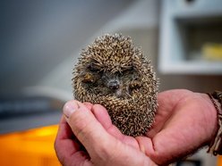 Łódź. W trosce o jeże. Sprawdź, jak pomóc im przetrwać jesień i zimę