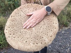 Łódź. Na grzybobranie tylko z taczką! Gigantyczna kania znaleziona w Łódzkiem