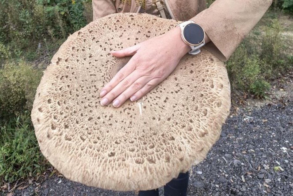 Łódź. Na grzybobranie tylko z taczką! Gigantyczna kania znaleziona w Łódzkiem