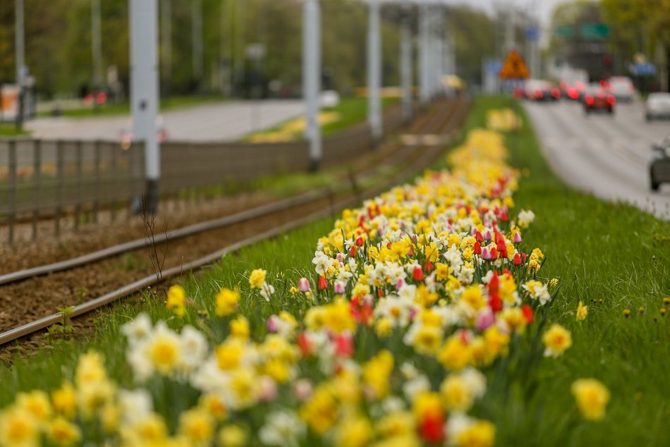 Tulipany na torowisku na ul. Zgierskiej