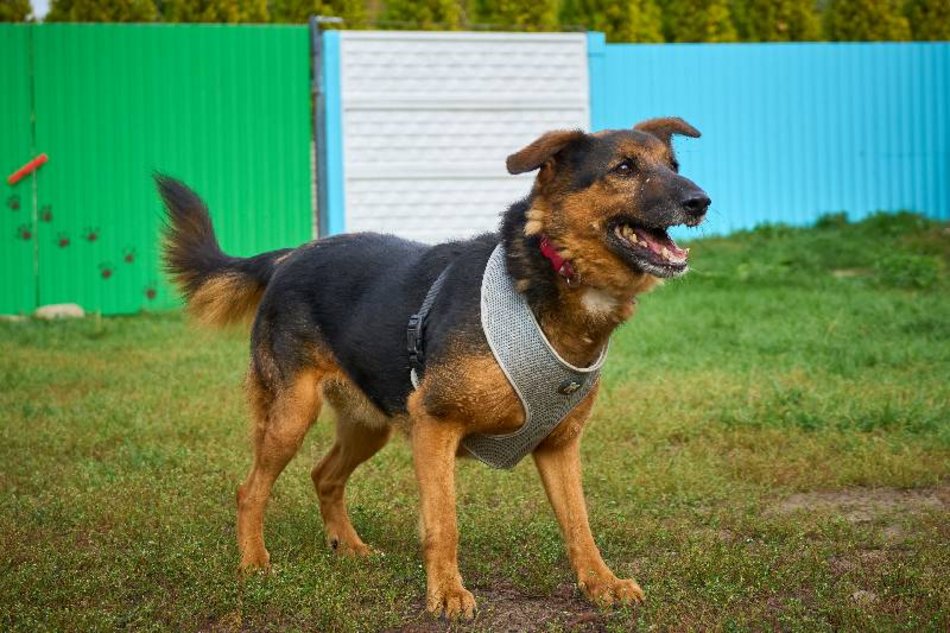 Łódź. Alek ze schroniska w Łodzi ma za sobą nieudane adopcje. Podaruj mu dom na stałe!