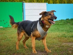 Łódź. Alek ze schroniska w Łodzi ma za sobą nieudane adopcje. Podaruj mu dom na stałe!