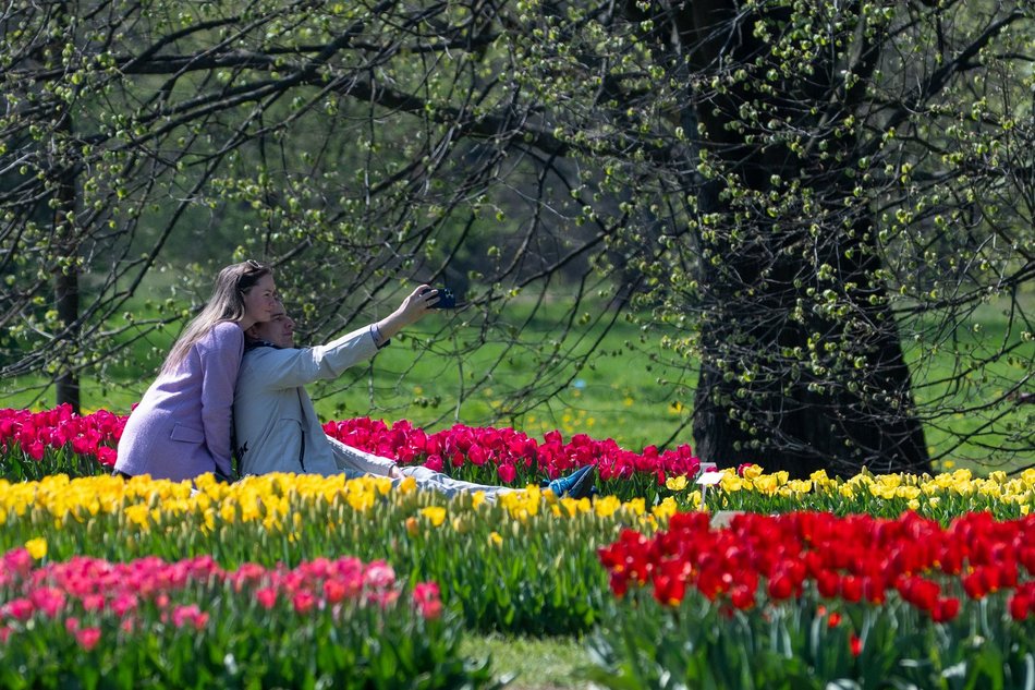 Łódź. Tysiące tulipanów w Ogrodzie Botanicznym w Łodzi. Przyjdź i zobacz je na własne oczy!
