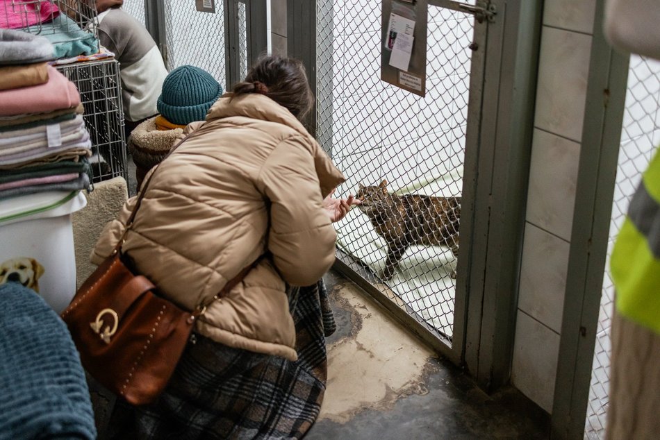 Łódź. Kocie walentynki w schronisku w Łodzi. Zobacz zdjęcia ze spotkania adopcyjnego