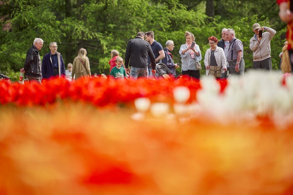 Kwitnące tulipany w Ogrodzie Botanicznym w Łodzi