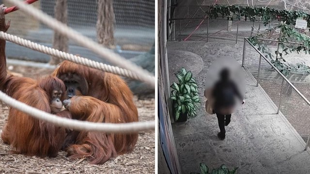 Przyłapana na dokarmianiu zwierząt w Orientarium Zoo Łódź. Kobieta dawała im naleśniki [WIDEO]