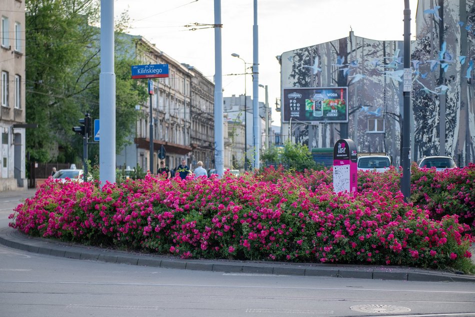 Róże na ulicach Łodzi