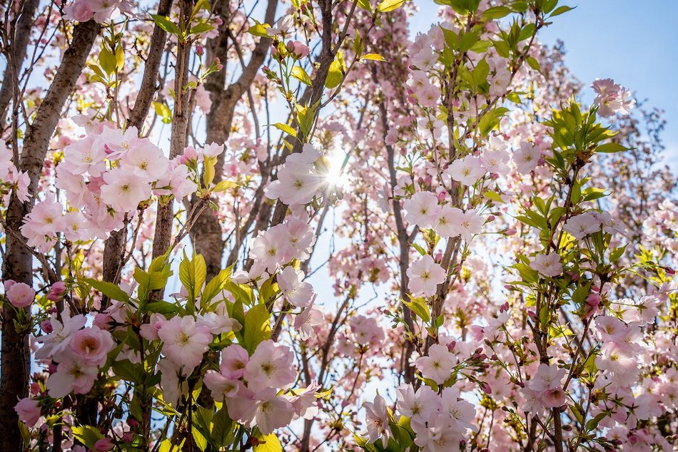 Łódź. Najpiękniejszy skwer? Kiedyś zaniedbany trawnik, dzisiaj kwitnący ogród