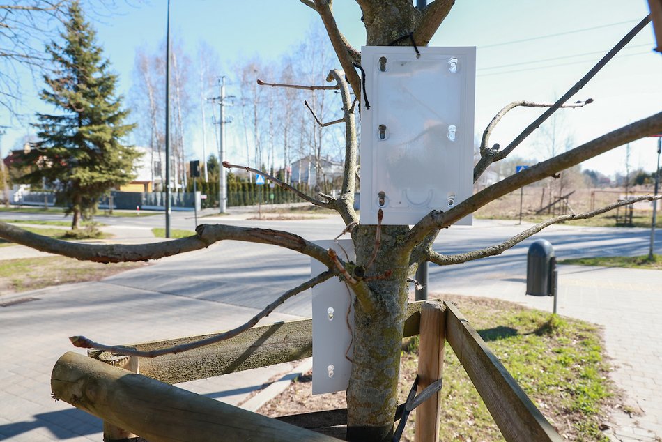 Łódź. Chronimy kasztanowce! Pułapki feromonowe na drzewach odstraszą szkodniki