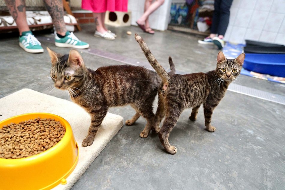 Łódź. Dom bez kota to głupota! Poznaj i adoptuj podopiecznych schroniska w Łodzi