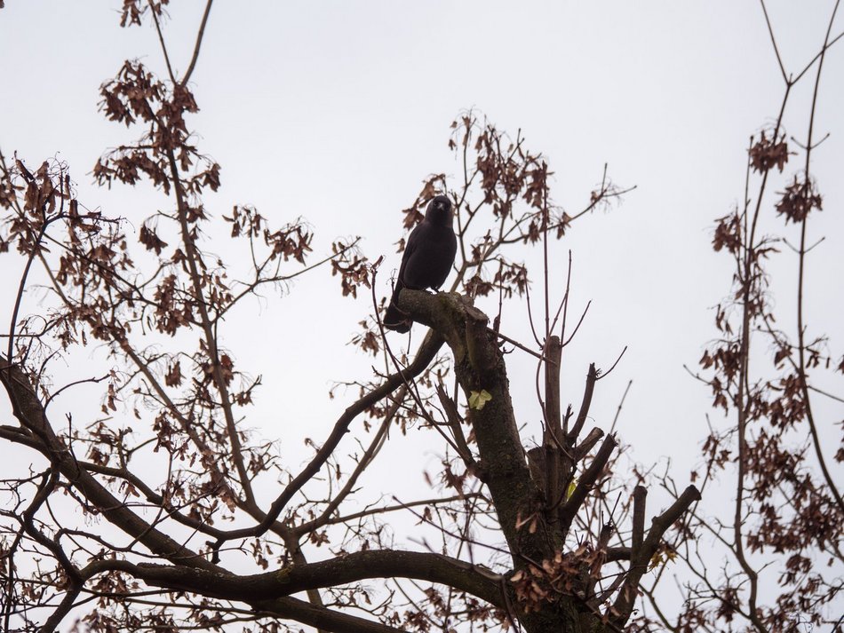 Ulica Socjalna. Drzewa zniszczone przez PGE