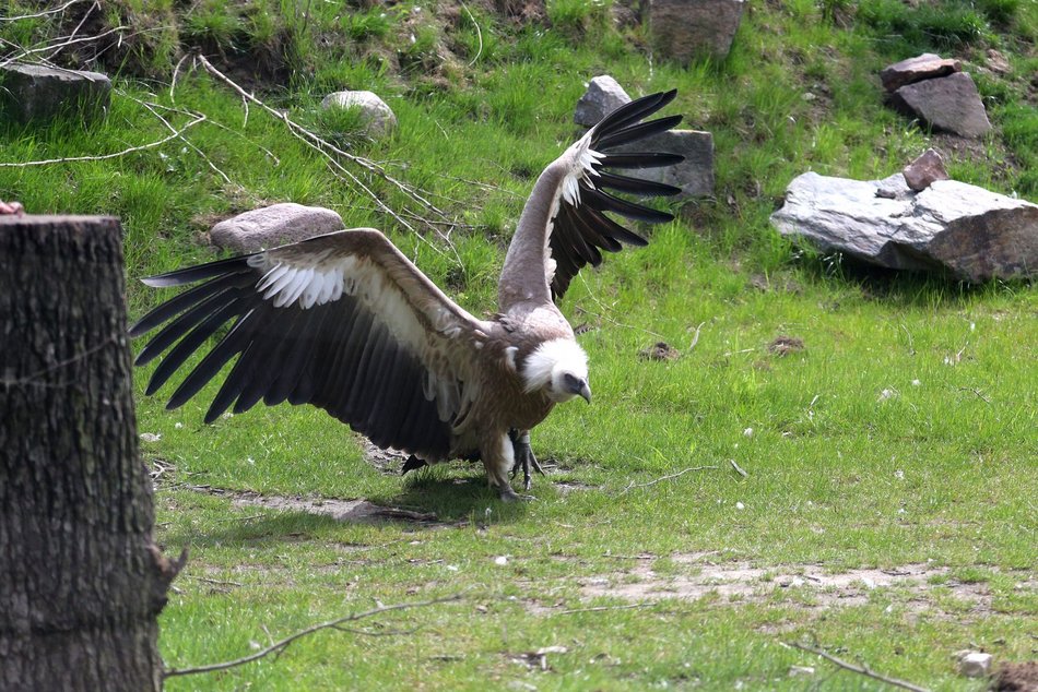 Sępy w Orientarium Zoo Łódź