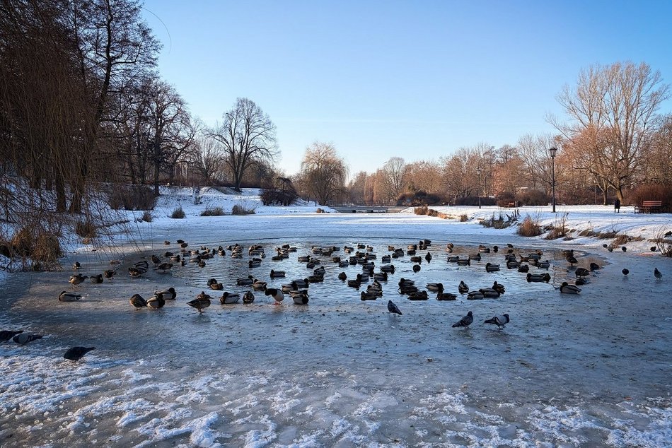 Łódź. Jak wyglądały pierwsze lodowiska w dawnej Łodzi? Ślizgawka w lesie przy muzyce orkiestry