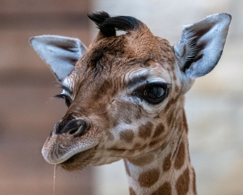 Domino z Orientarium Zoo Łódź ma już rok!